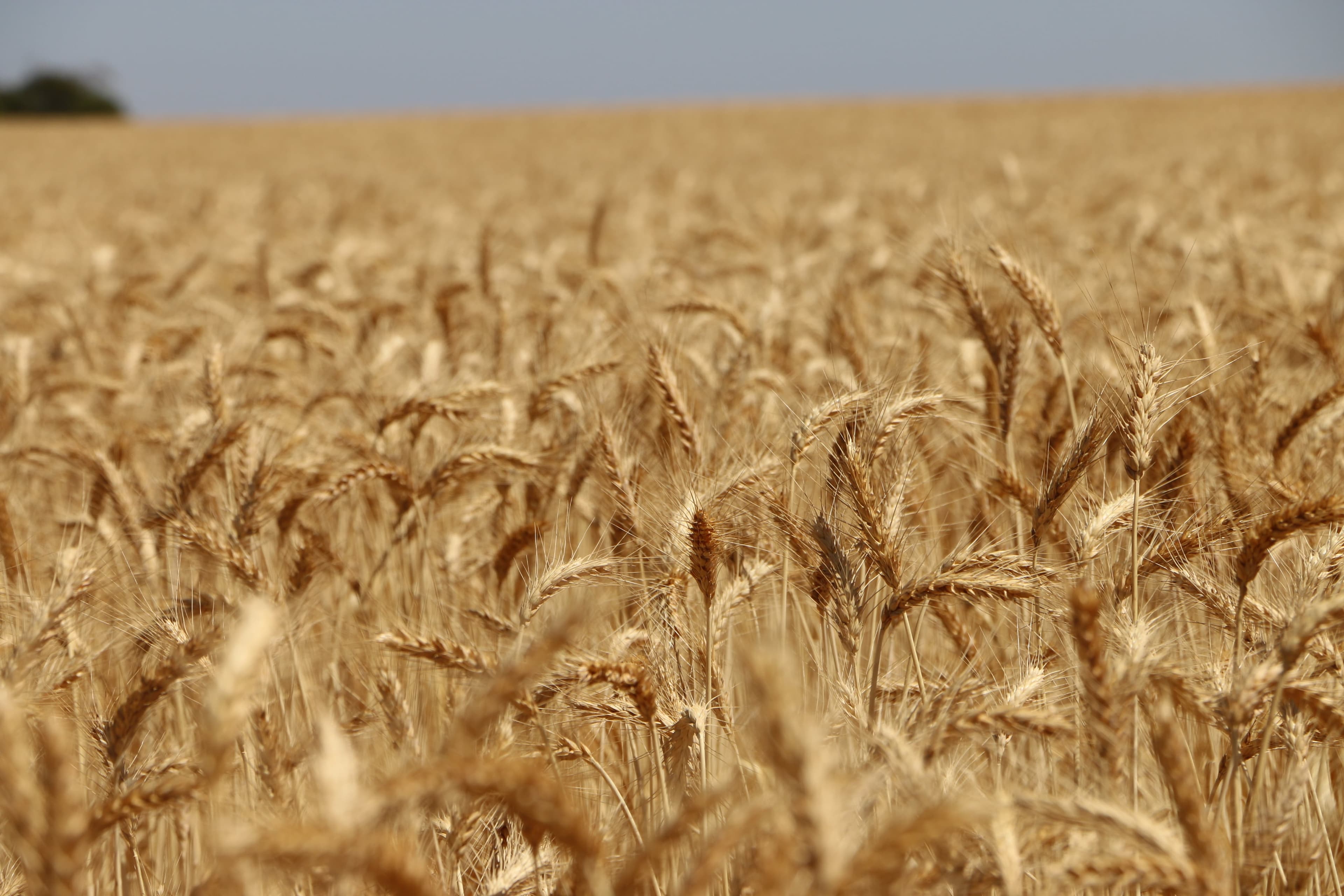 What Sets Coerco Apart for Australian Farmers